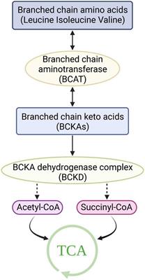 Aberrant branched-chain amino acid catabolism in cardiovascular diseases